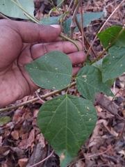 Rhynchosia versicolor