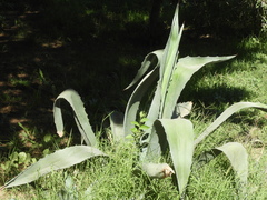 Agave americana