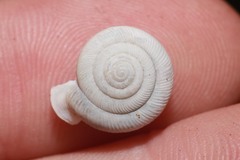 Daedalochila uvulifera