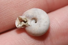 Daedalochila uvulifera