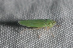 Draeculacephala inscripta