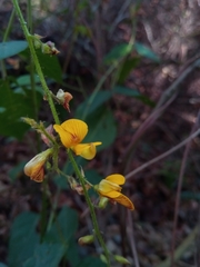 Rhynchosia versicolor