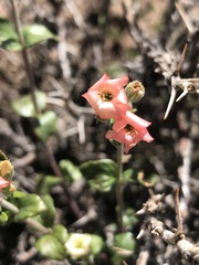 Viviania marifolia