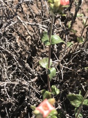 Viviania marifolia