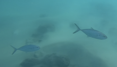 Caranx caballus