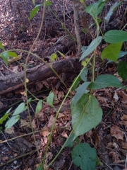 Rhynchosia versicolor