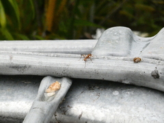 Acromyrmex octospinosus