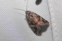 Elaphria chalcedonia