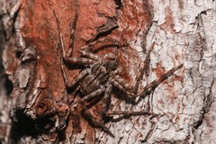 Selenops submaculosus