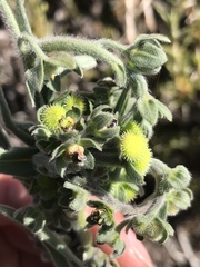 Cynoglossum creticum