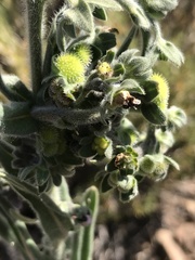 Cynoglossum creticum