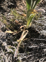 Cynoglossum creticum