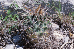Coryphantha octacantha