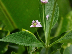 Lantana trifolia