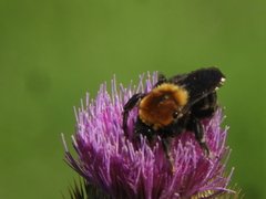 Bombus bellicosus