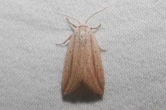 Amolita obliqua