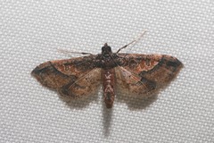 Hydriris ornatalis