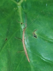 Libethra