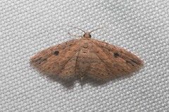 Sigela eoides