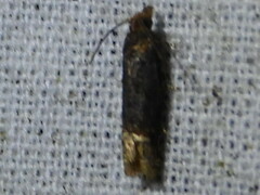 Eucosma ochroterminana