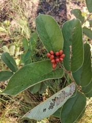 Annonaceae