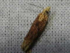 Eucosma ochrocephala