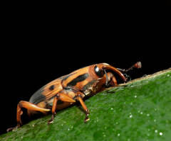 Metamasius hemipterus