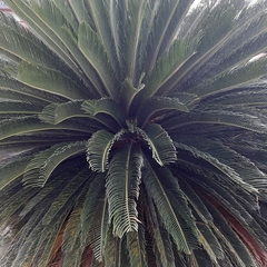 Cycas revoluta