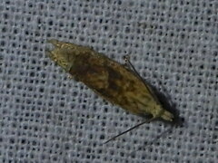 Eucosma
