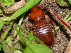 Harpalus erraticus