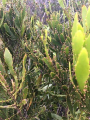 Exocarpos neocaledonicus