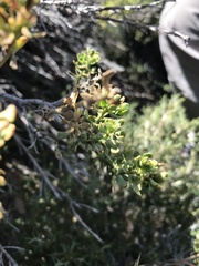 Baccharis neaei