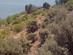 Artemisia tridentata tridentata