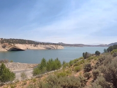 Artemisia tridentata tridentata