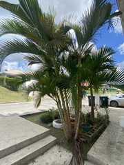 Dypsis lutescens