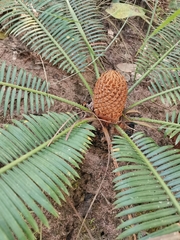 Cycas siamensis