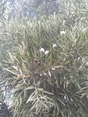 Afrocarpus falcatus