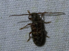 Eupogonius tomentosus