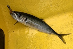 Trachurus trachurus