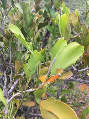 Exocarpos phyllanthoides
