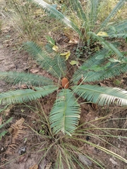 Cycas siamensis