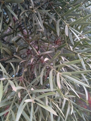 Afrocarpus falcatus