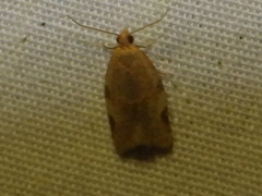 Clepsis virescana