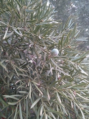 Afrocarpus falcatus