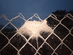 Stegodyphus sarasinorum