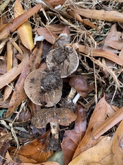 Agaricales