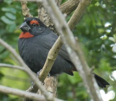Melopyrrha violacea