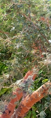 Vachellia sieberiana
