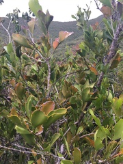 Exocarpos phyllanthoides