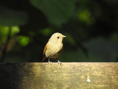 Niltava macgrigoriae